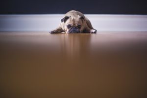 pug puppy